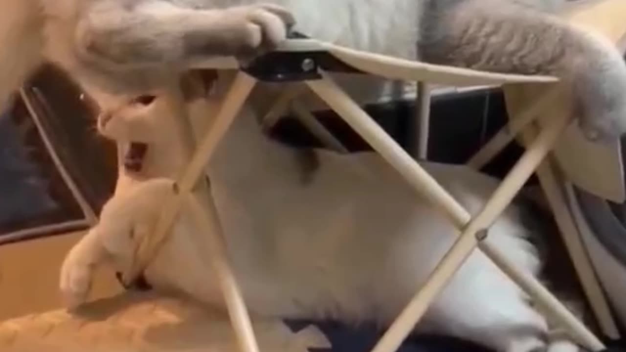 Funny video