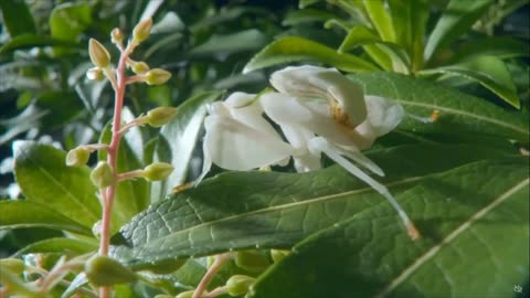 Lenny Kravitz Fly Away Wonder Bugs in Disguise