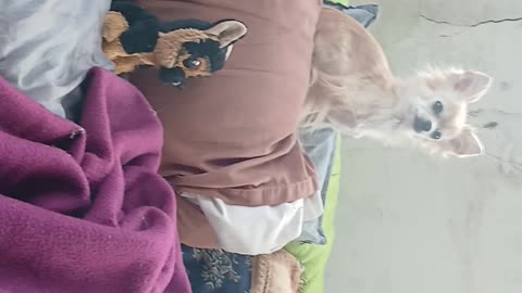 Fairy on the sofa