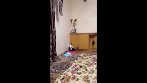 Funny cats/dogs moment