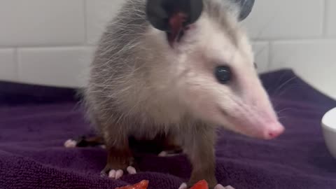 Opossum Enjoys Fruit Salad