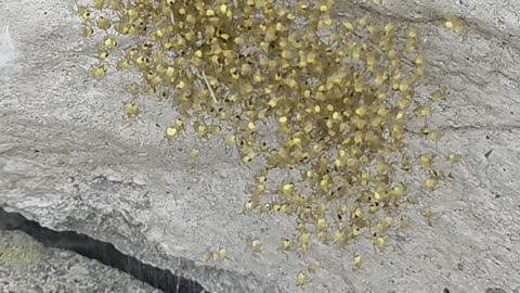 Baby Spider-Women