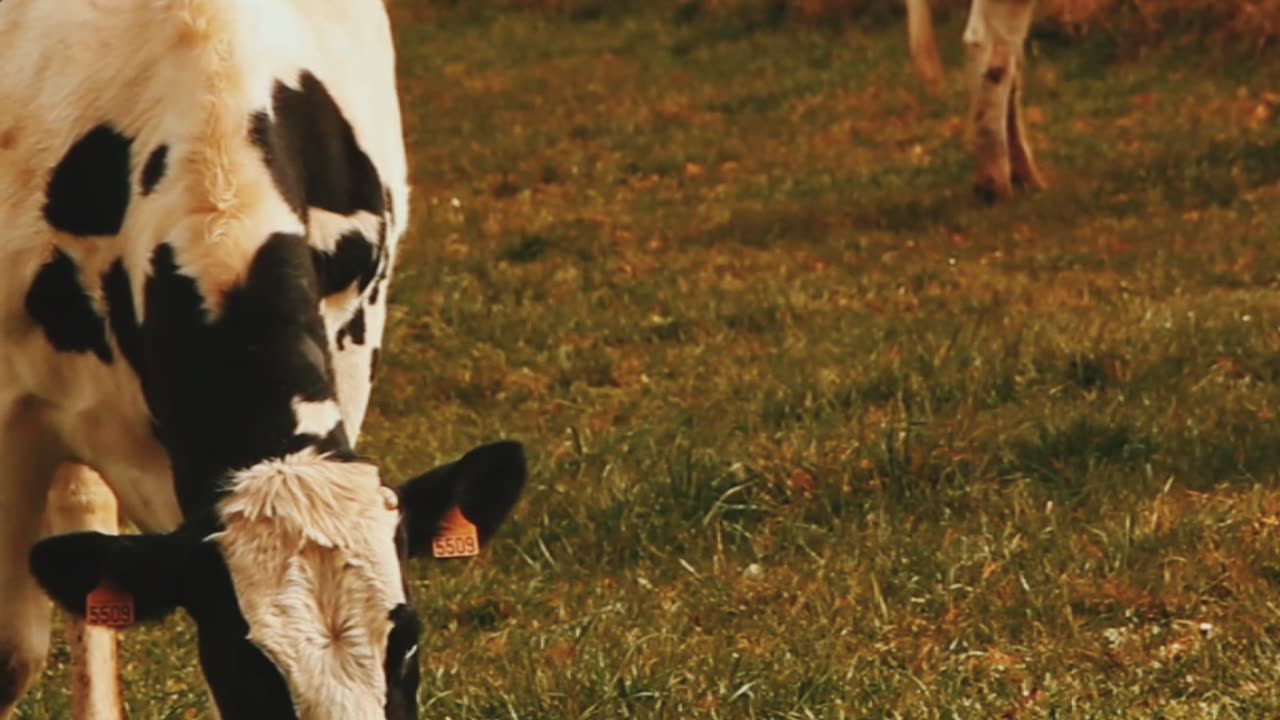 Cow eating grass