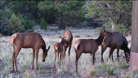 Deer & Elk Journal