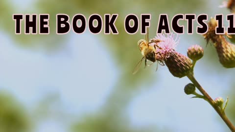The Book of Acts 11