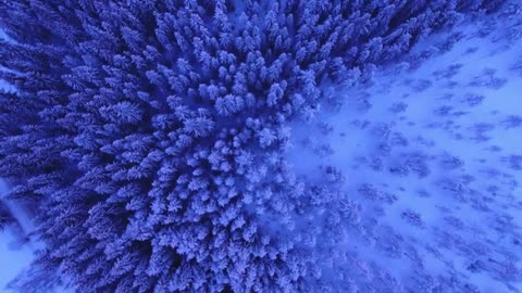 Snowy Trees Winter Sounds | Best Ambient Sounds for Snow-Covered Forests & Winter Scenes