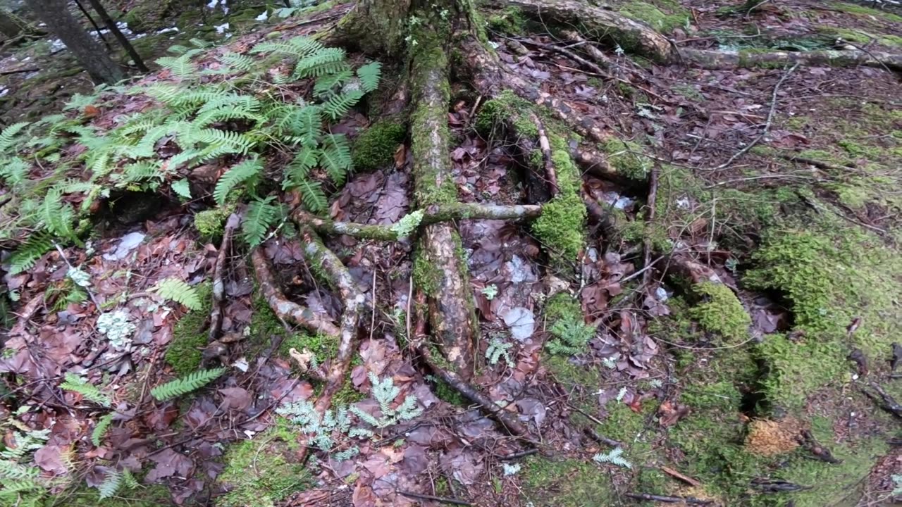 Rad Roots