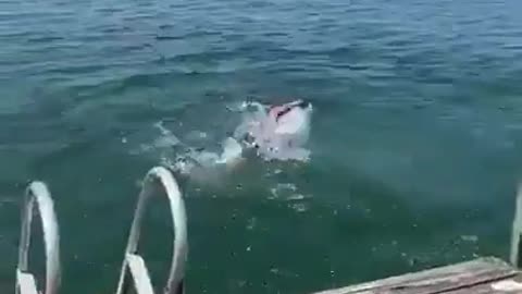 Looking before you leap isn't enough
