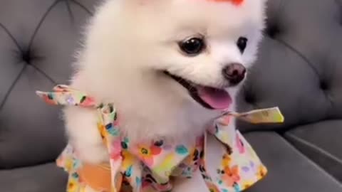 Animal funny