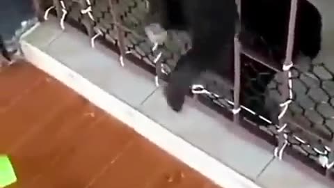 Cat Help Dog