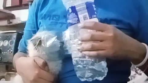 Homemade Nebulizer for Kitten's Medication