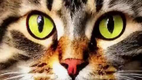 cats funny animate 3.mp4