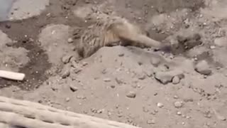 meerkat