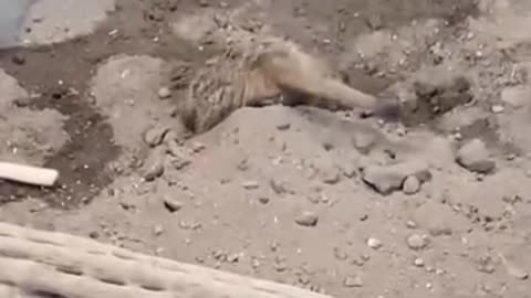 meerkat