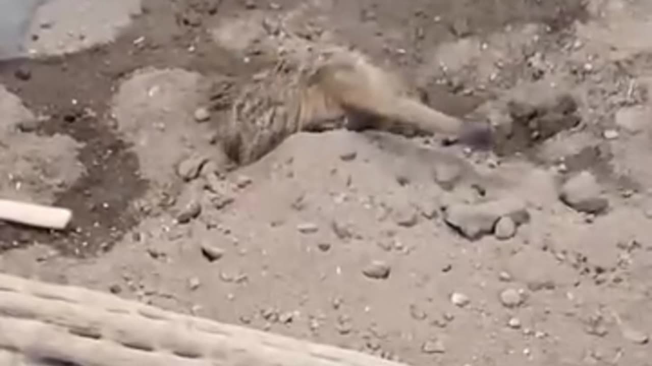 meerkat