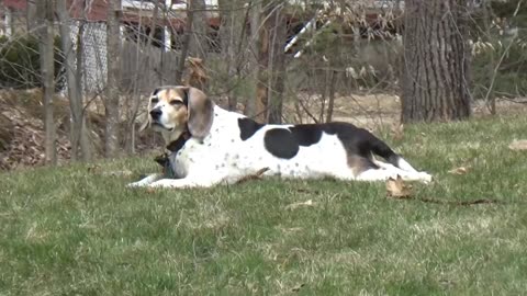 Bandit