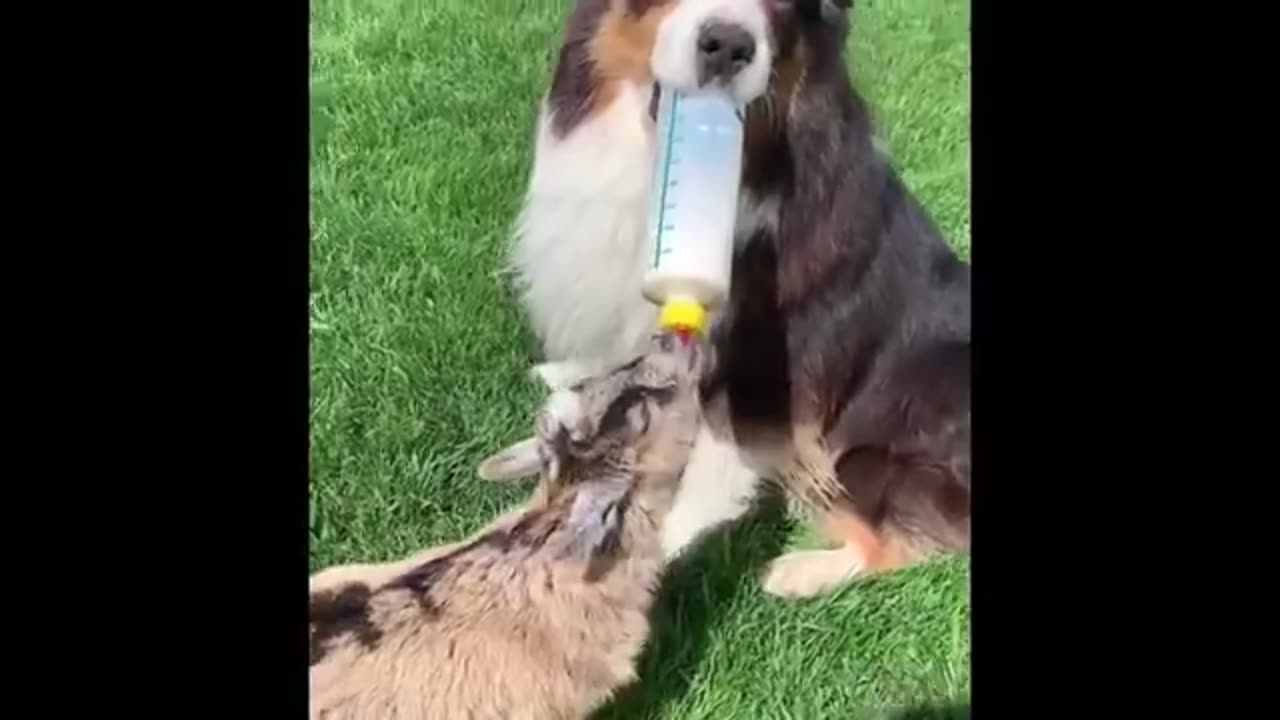 funny animal