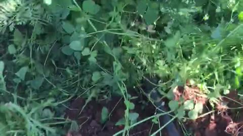 orange carrot harvest