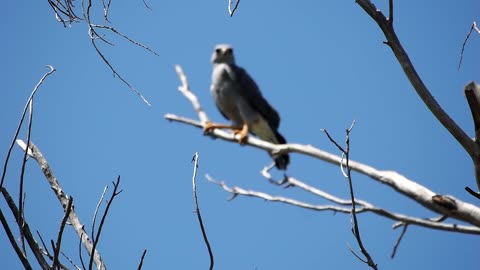 Gray Hawk