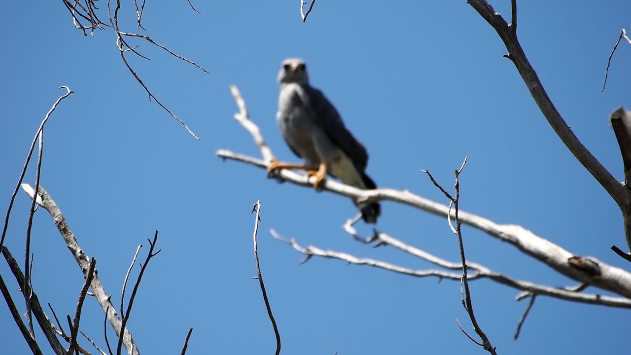 Gray Hawk