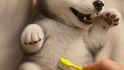 Cutest Puppy Reaction 🐾💕 Tickled With a Toothbrush