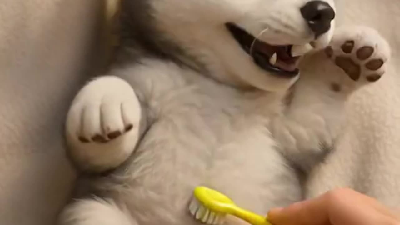 Cutest Puppy Reaction 🐾💕 Tickled With a Toothbrush