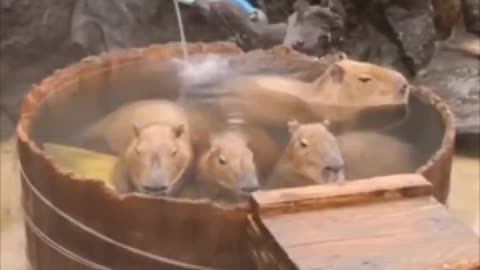 Hello from Iceland! .. 🙃 Capybaras on vacation 🦫