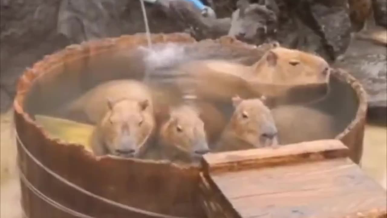 Hello from Iceland! .. 🙃 Capybaras on vacation 🦫