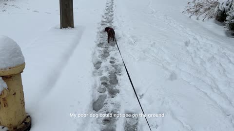 I took my dog outside