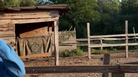 Horse Stables Hit By Russian Drone, Killing Several