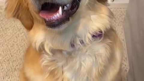 Doggy make up time