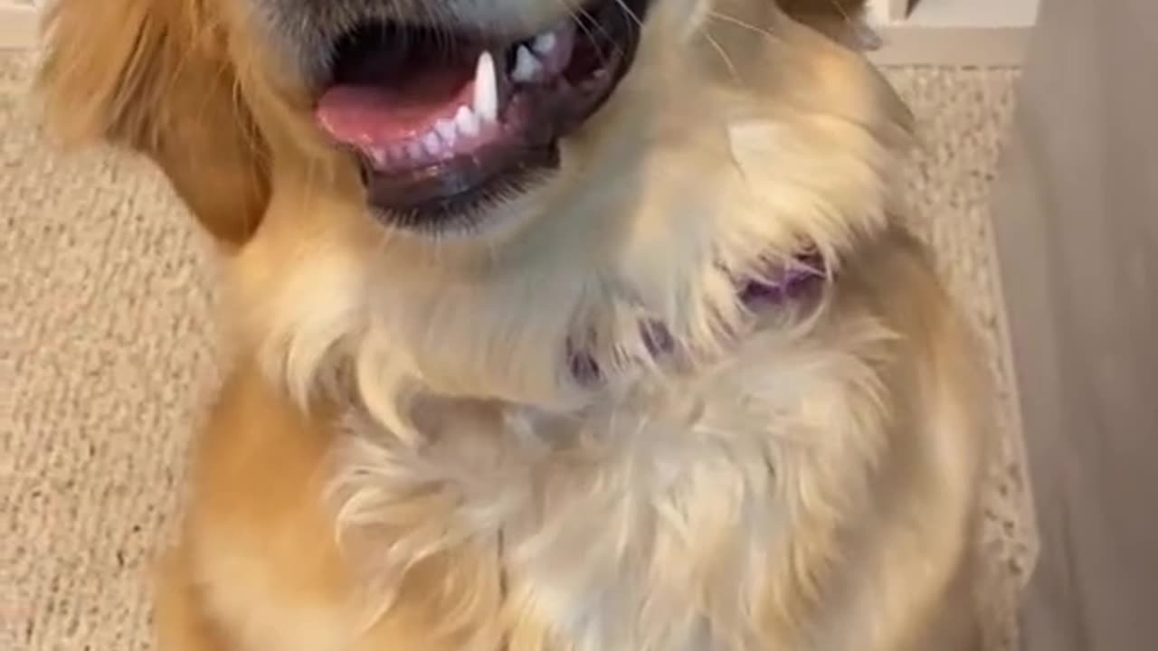 Doggy make up time
