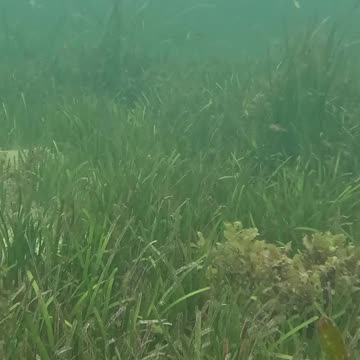 Any Day Snorkeling Is A Good Day!! #mangrove