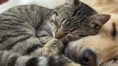 Golden Retriever Puppy - Cute Cat Thinks His Golden Retriever Is The Best Bed In The World