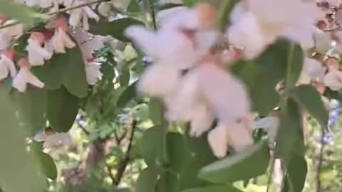 Robinia akacjowa