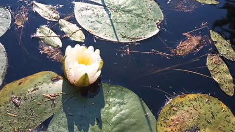 Water Lily
