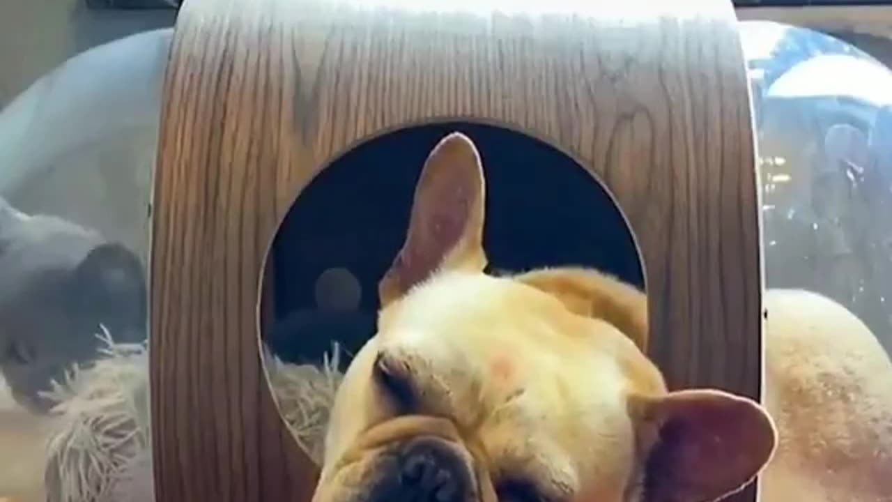 😍😍😘🔥 😍💦 FUNNY Animals and pet's💕😘 😘🔥 💕😘 😍💦 💦