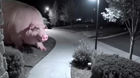 Wild animals invading cities caught on camera