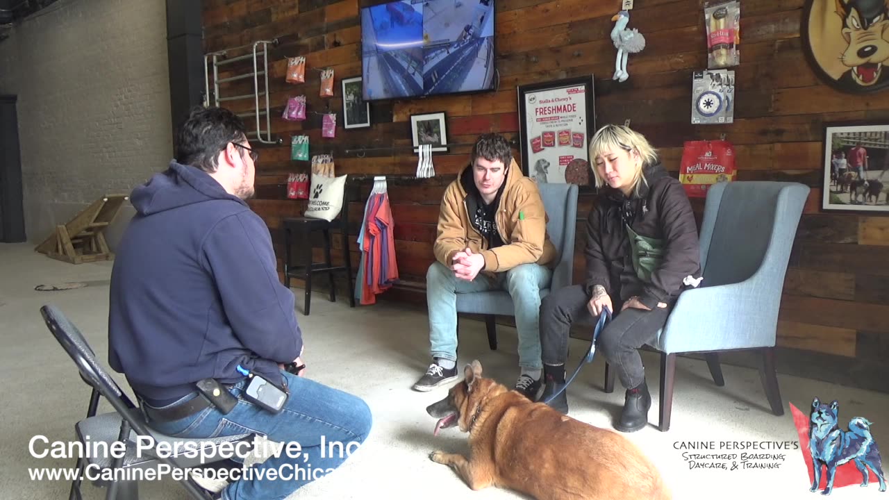 Consultation: Brody | Client Referral, Leash Reactivity, In Need Of Reliable Obedience