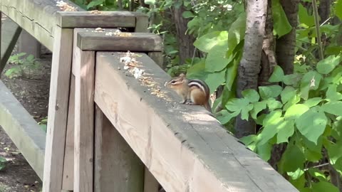 Chipmunk stopped by for some lunch
