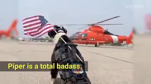 Piper, The Airport Runway Enforcer
