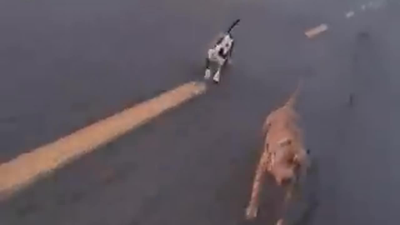animals animals