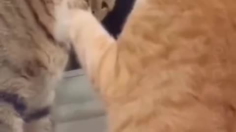 hey...it's my ball