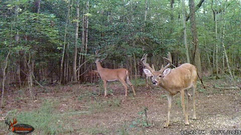 Whitetail