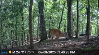 The Woods – 06/09/2025