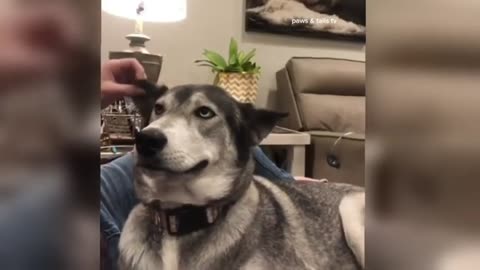 animal comedy