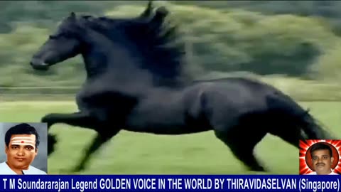 Old Is Gold (evergreen) T M Soundararajan Legend Vol 230 Horse Song 3