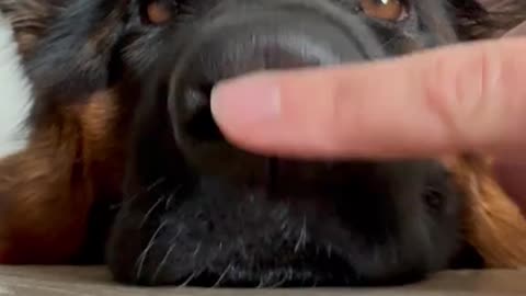 Littels Dog's Comedy Videos 🤣 so cute videos 😍 funny videos 🤣 so much for watching 😂