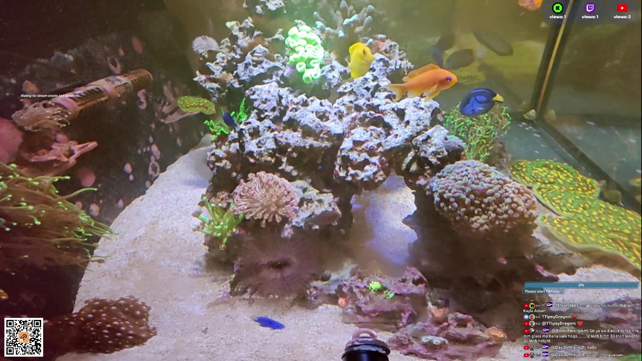 24/7 Real Live Reef Stream