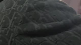 Hasbulla Gets Chased by a Mob of Fans in New York City